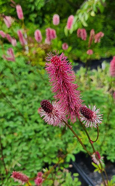 Sanguisorba menziesii Wake Up